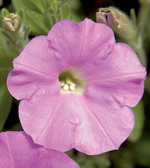 Сурфиния Табл Софт Пинк